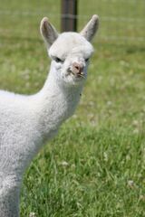 alpaca for sale
