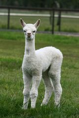 alpaca for sale