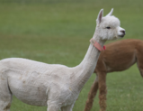 alpaca for sale