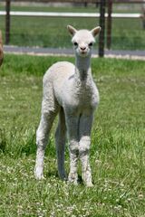 alpaca for sale
