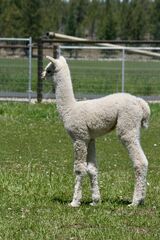 alpaca for sale
