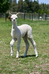 alpaca for sale