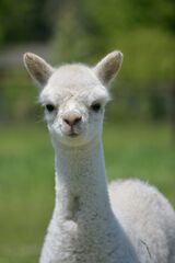 alpaca for sale