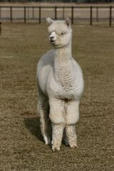 alpaca for sale