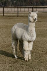 alpaca for sale