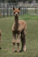 alpaca for sale