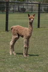 alpaca for sale