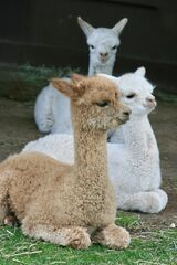 alpaca for sale