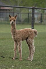alpaca for sale