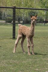 alpaca for sale