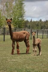 alpaca for sale