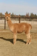 alpaca for sale