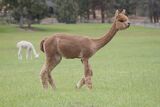 alpaca for sale
