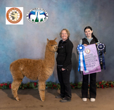 alpaca for sale
