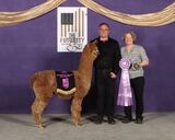 alpaca for sale