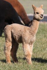 alpaca for sale