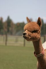 alpaca for sale