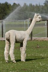 alpaca for sale