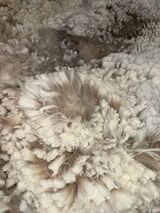 alpaca for sale