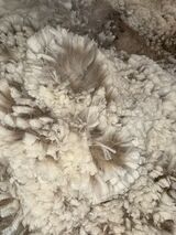 alpaca for sale