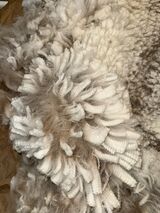 alpaca for sale
