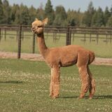 alpaca for sale