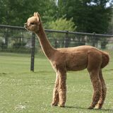 alpaca for sale