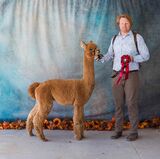 alpaca for sale