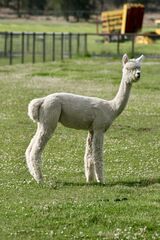 alpaca for sale