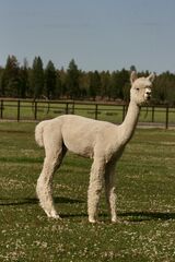 alpaca for sale