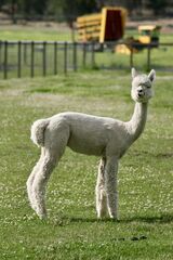 alpaca for sale