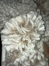 alpaca for sale