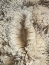 alpaca for sale