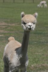 alpaca for sale