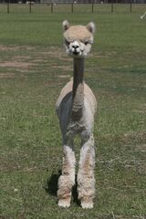 alpaca for sale