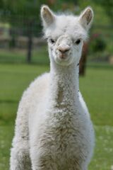 alpaca for sale
