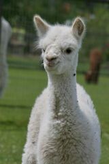 alpaca for sale
