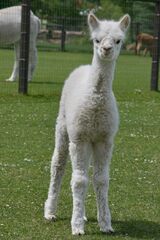 alpaca for sale