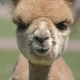 alpaca for sale