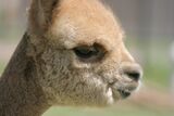 alpaca for sale