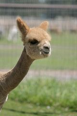 alpaca for sale