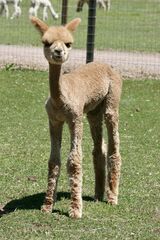 alpaca for sale