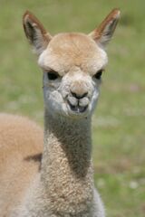 alpaca for sale