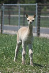 alpaca for sale