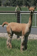 alpaca for sale