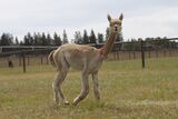 alpaca for sale