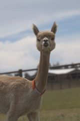 alpaca for sale