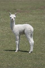 alpaca for sale