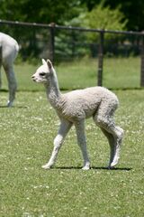 alpaca for sale