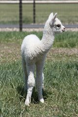 alpaca for sale